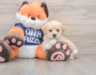 8 week old Maltipoo Puppy For Sale - Pilesgrove Pups