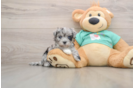 Fluffy Maltipoo Poodle Mix Pup