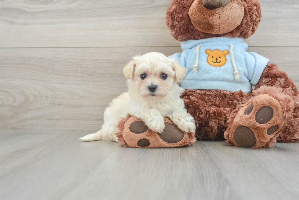 Petite Maltipoo Poodle Mix Pup