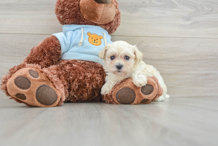 Adorable Moodle Poodle Mix Puppy