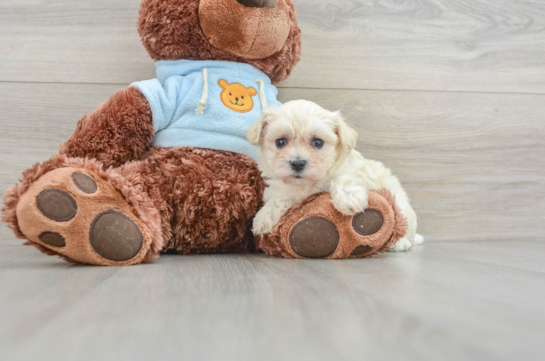 Adorable Moodle Poodle Mix Puppy