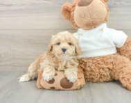 8 week old Maltipoo Puppy For Sale - Pilesgrove Pups