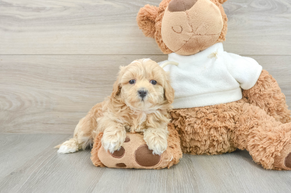 8 week old Maltipoo Puppy For Sale - Pilesgrove Pups