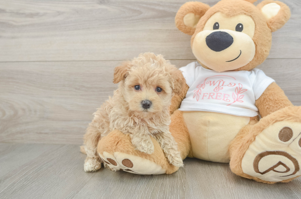 5 week old Maltipoo Puppy For Sale - Pilesgrove Pups