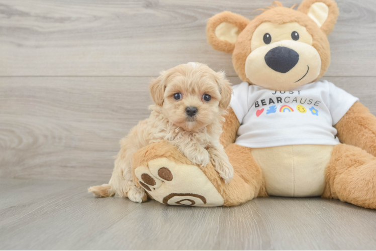 Maltipoo Pup Being Cute
