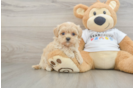 Maltipoo Pup Being Cute
