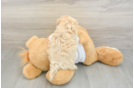 Maltipoo Puppy for Adoption
