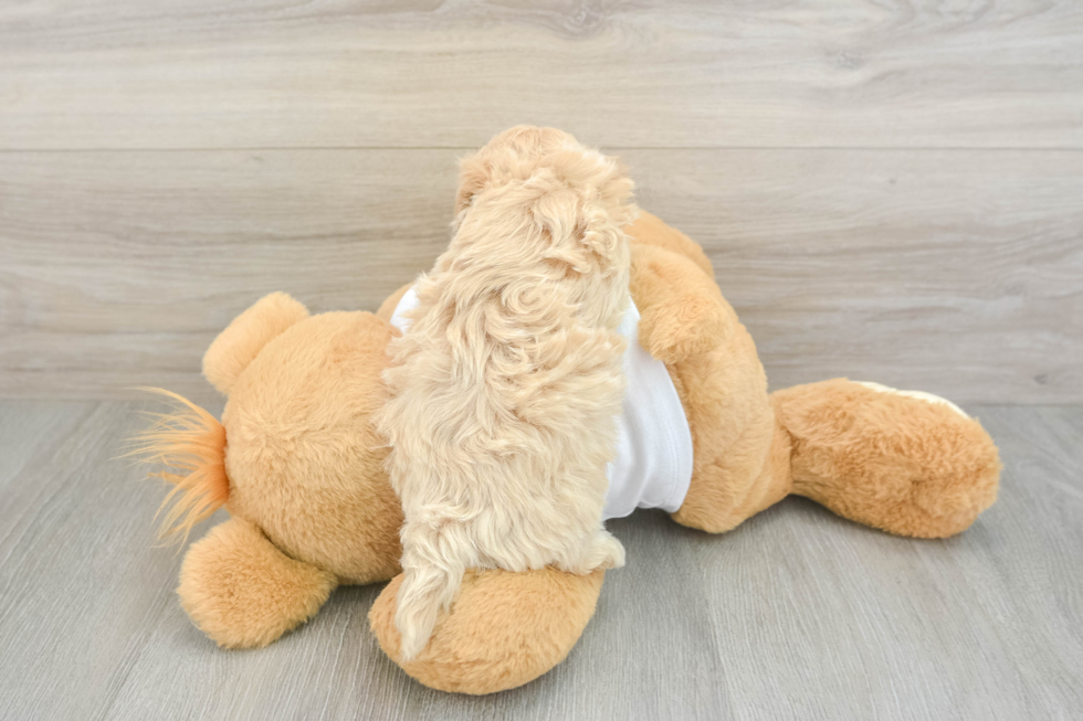Maltipoo Puppy for Adoption