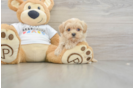 Maltipoo Pup Being Cute