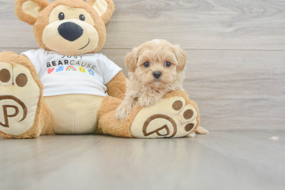 Maltipoo Pup Being Cute