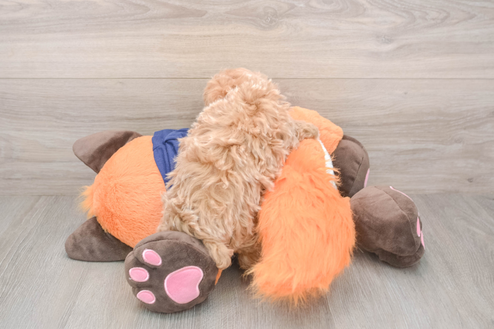 Fluffy Maltipoo Poodle Mix Pup