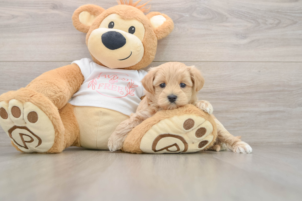 Adorable Malt a Poo Poodle Mix Puppy