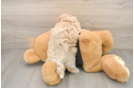 Maltipoo Puppy for Adoption