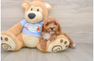 Maltipoo Pup Being Cute