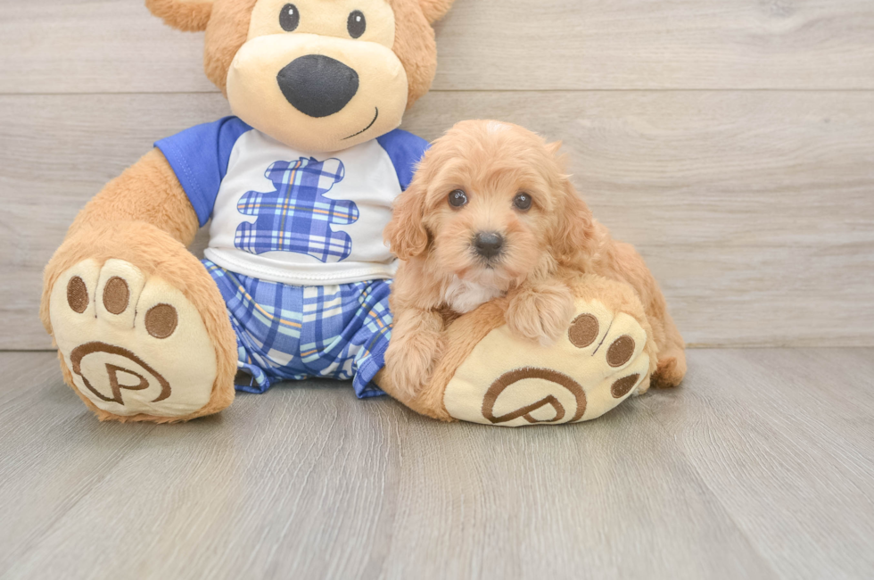 6 week old Maltipoo Puppy For Sale - Pilesgrove Pups