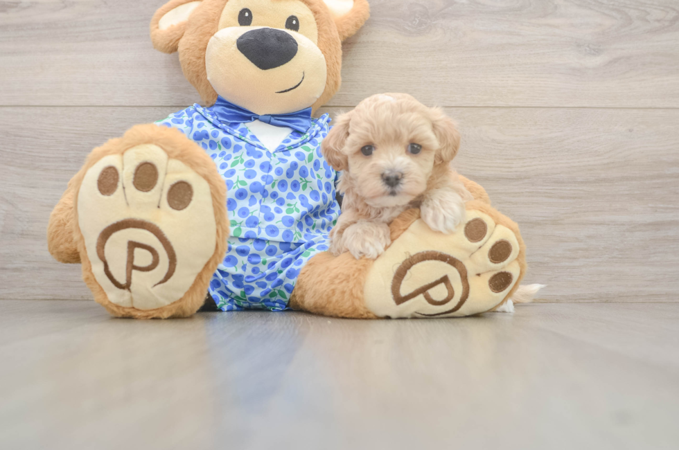 5 week old Maltipoo Puppy For Sale - Pilesgrove Pups