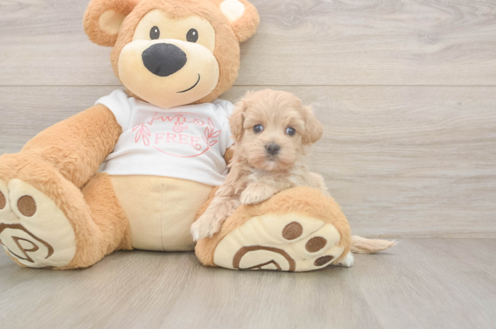 5 week old Maltipoo Puppy For Sale - Pilesgrove Pups