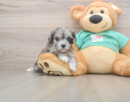 8 week old Maltipoo Puppy For Sale - Pilesgrove Pups