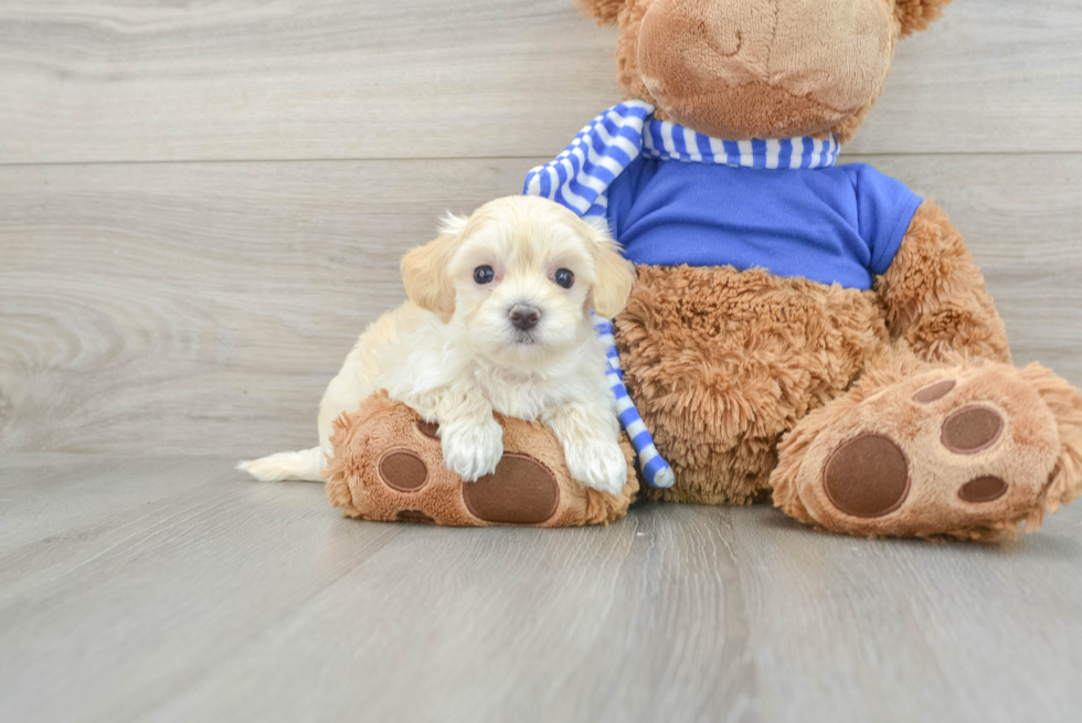 Maltipoo Puppy for Adoption