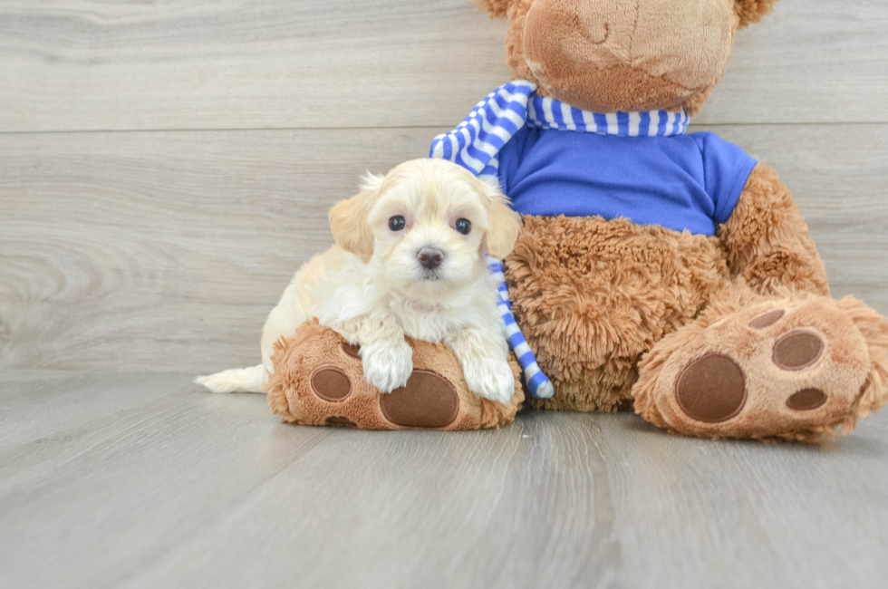 10 week old Maltipoo Puppy For Sale - Pilesgrove Pups