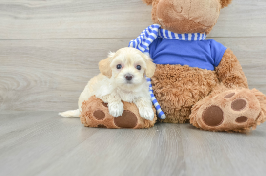 Maltipoo Puppy for Adoption