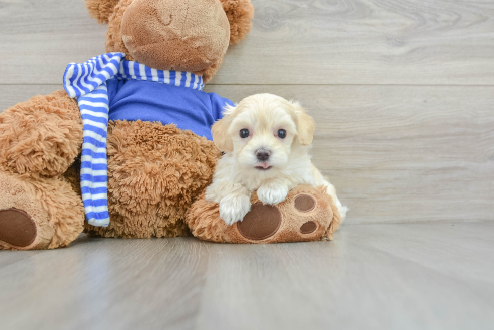 Popular Maltipoo Poodle Mix Pup