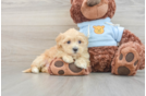 Best Maltipoo Baby