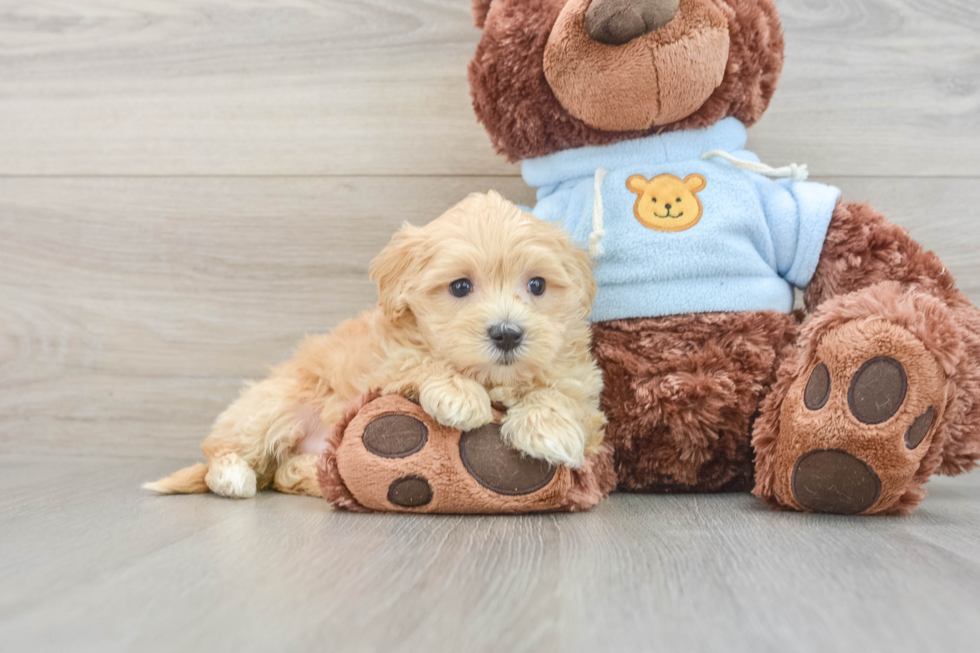 Best Maltipoo Baby