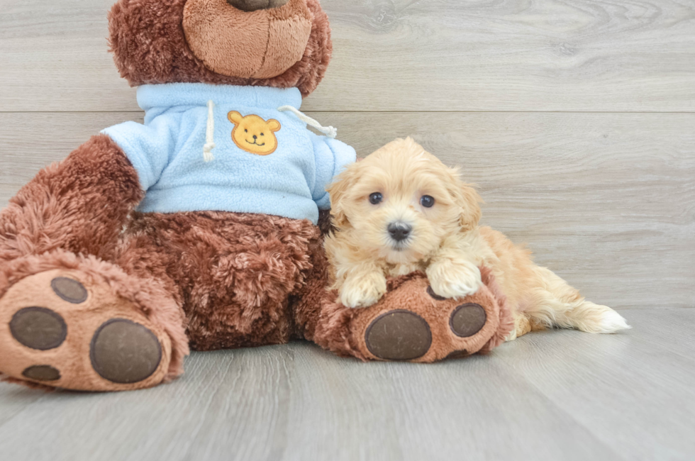 6 week old Maltipoo Puppy For Sale - Pilesgrove Pups