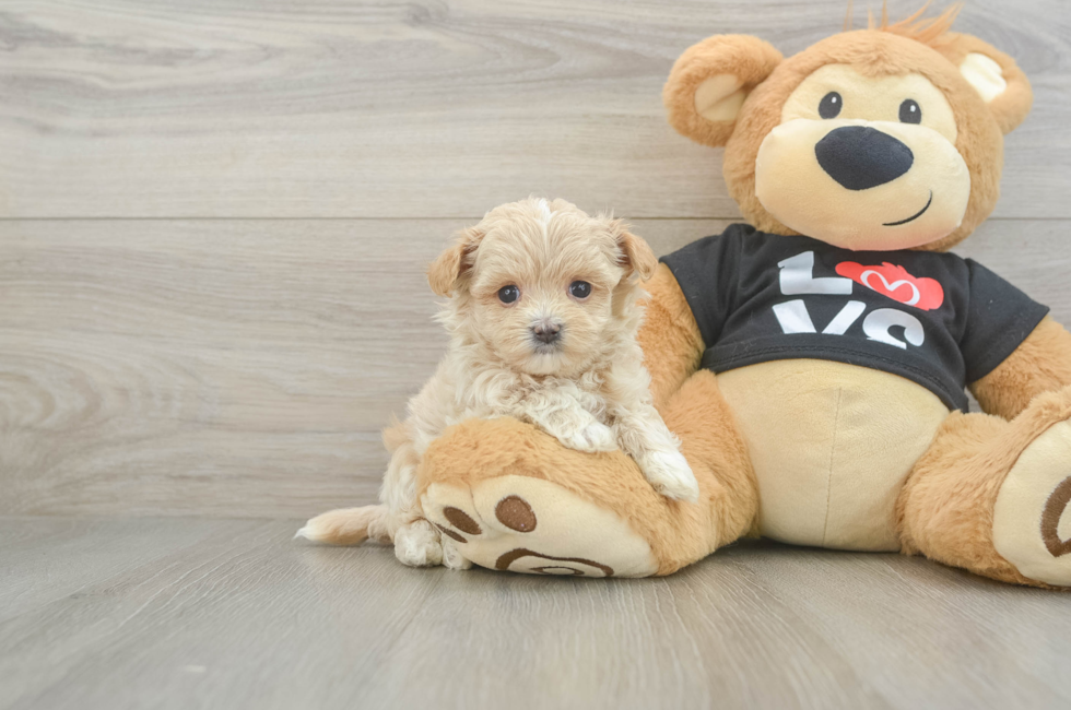 5 week old Maltipoo Puppy For Sale - Pilesgrove Pups