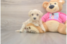 Friendly Maltipoo Baby