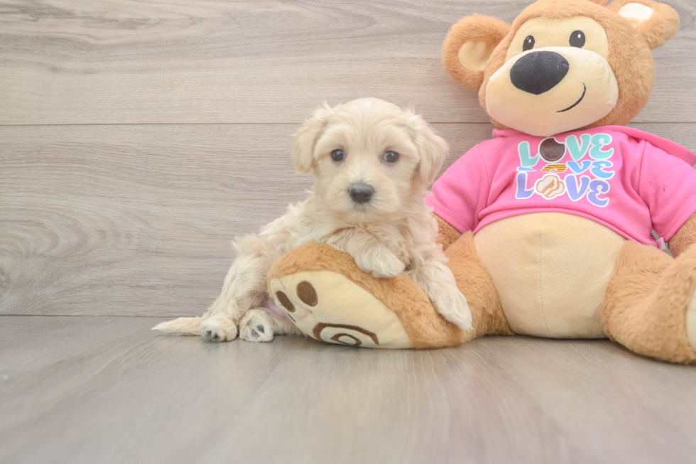 Friendly Maltipoo Baby