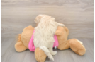Maltipoo Pup Being Cute