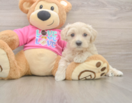 5 week old Maltipoo Puppy For Sale - Pilesgrove Pups