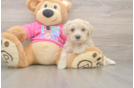 Maltipoo Pup Being Cute