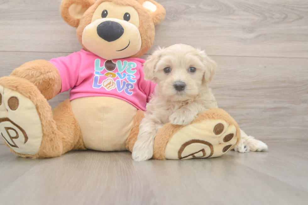Maltipoo Pup Being Cute