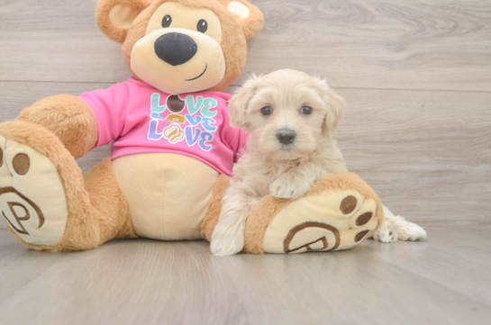 Maltipoo Pup Being Cute