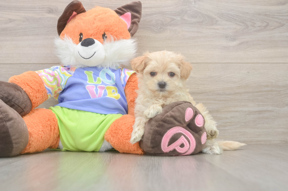5 week old Maltipoo Puppy For Sale - Pilesgrove Pups
