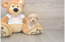 Maltipoo Puppy for Adoption