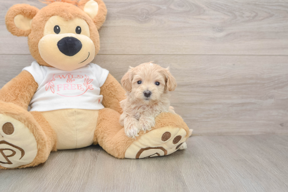 Maltipoo Puppy for Adoption