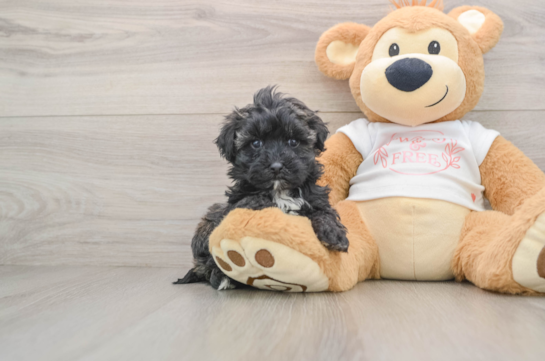 Maltipoo Pup Being Cute