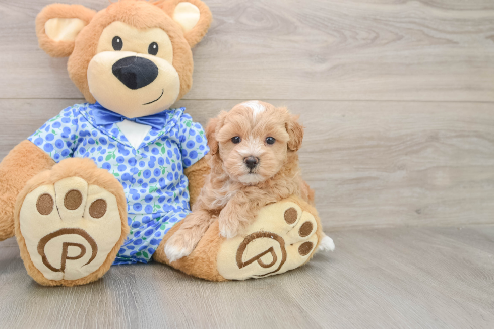 Small Maltipoo Baby