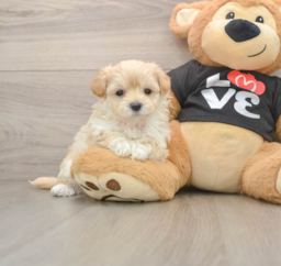 7 week old Maltipoo Puppy For Sale - Pilesgrove Pups