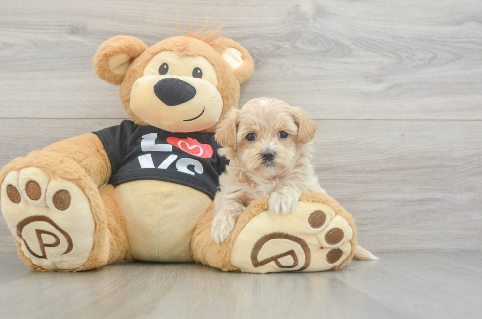 5 week old Maltipoo Puppy For Sale - Pilesgrove Pups