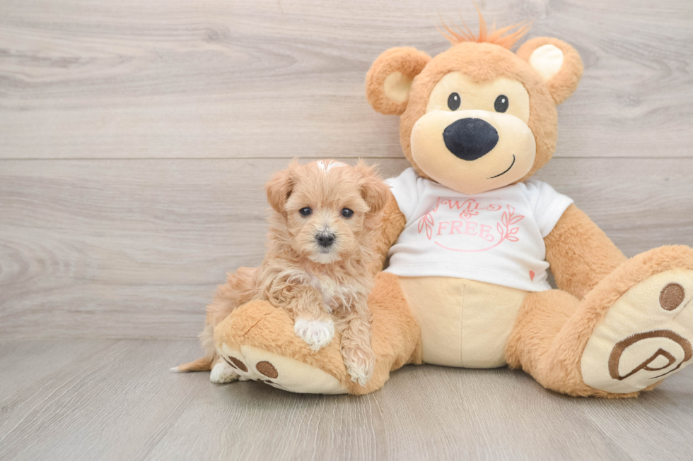 Petite Maltipoo Poodle Mix Pup