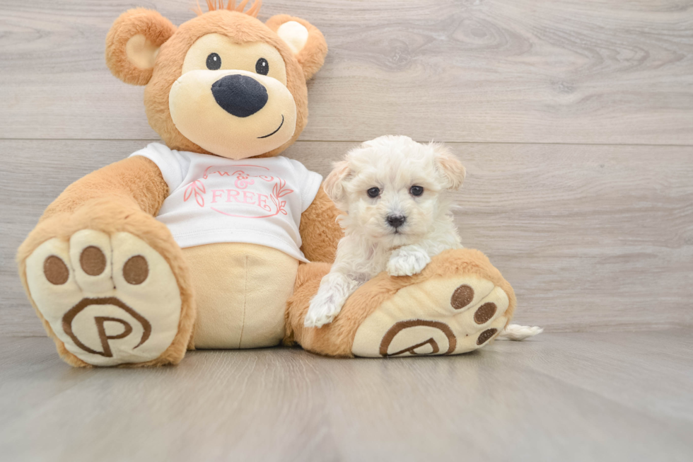 Maltipoo Pup Being Cute