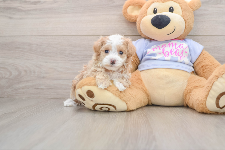 Hypoallergenic Malt Oodle Poodle Mix Puppy