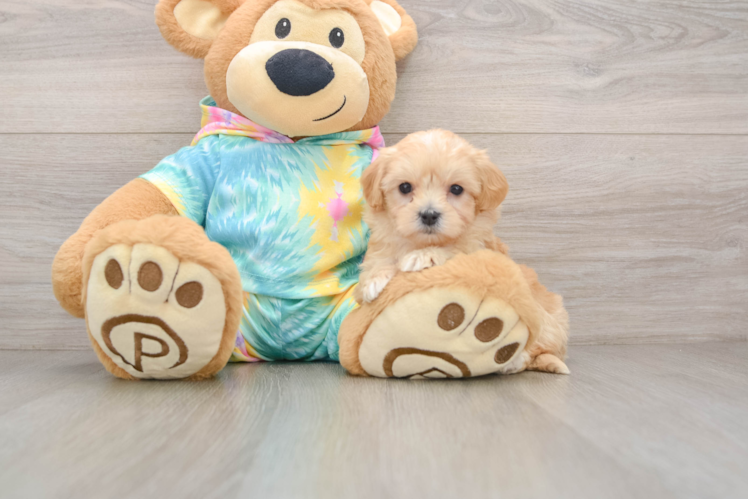 Small Maltipoo Baby