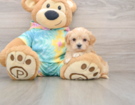 8 week old Maltipoo Puppy For Sale - Pilesgrove Pups