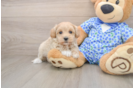 Playful Malt a Poo Poodle Mix Puppy